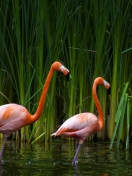 Fondo de pantalla Two Flamingos 132x176