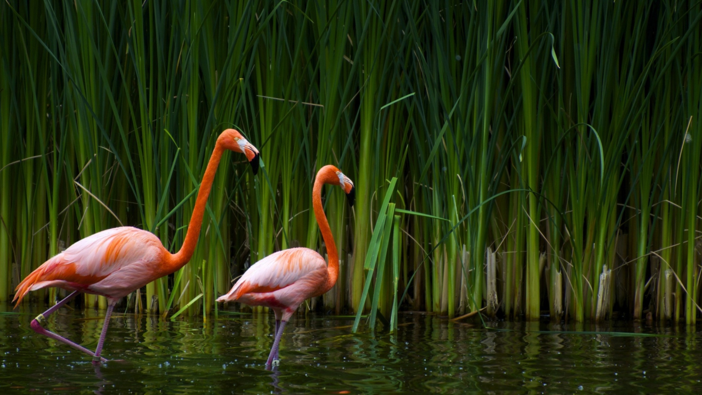 Обои Two Flamingos 1366x768
