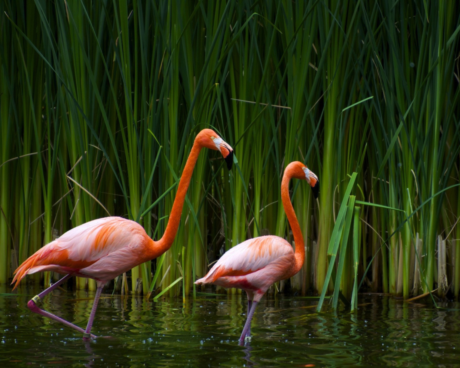 Two Flamingos screenshot #1 1600x1280