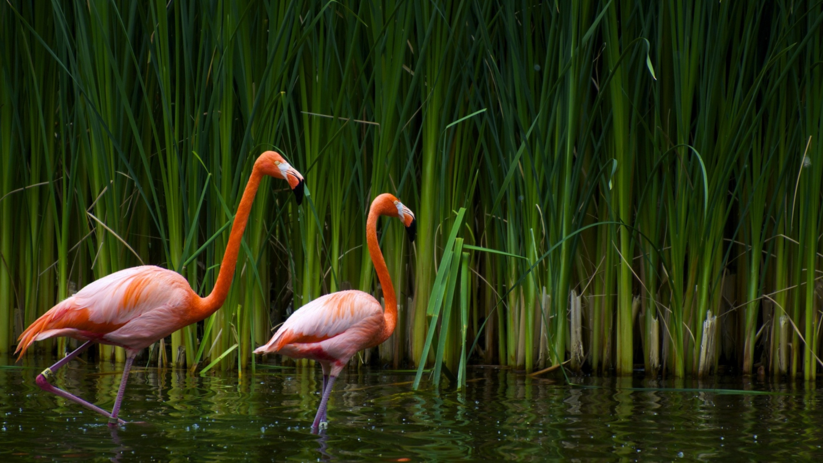 Обои Two Flamingos 1600x900
