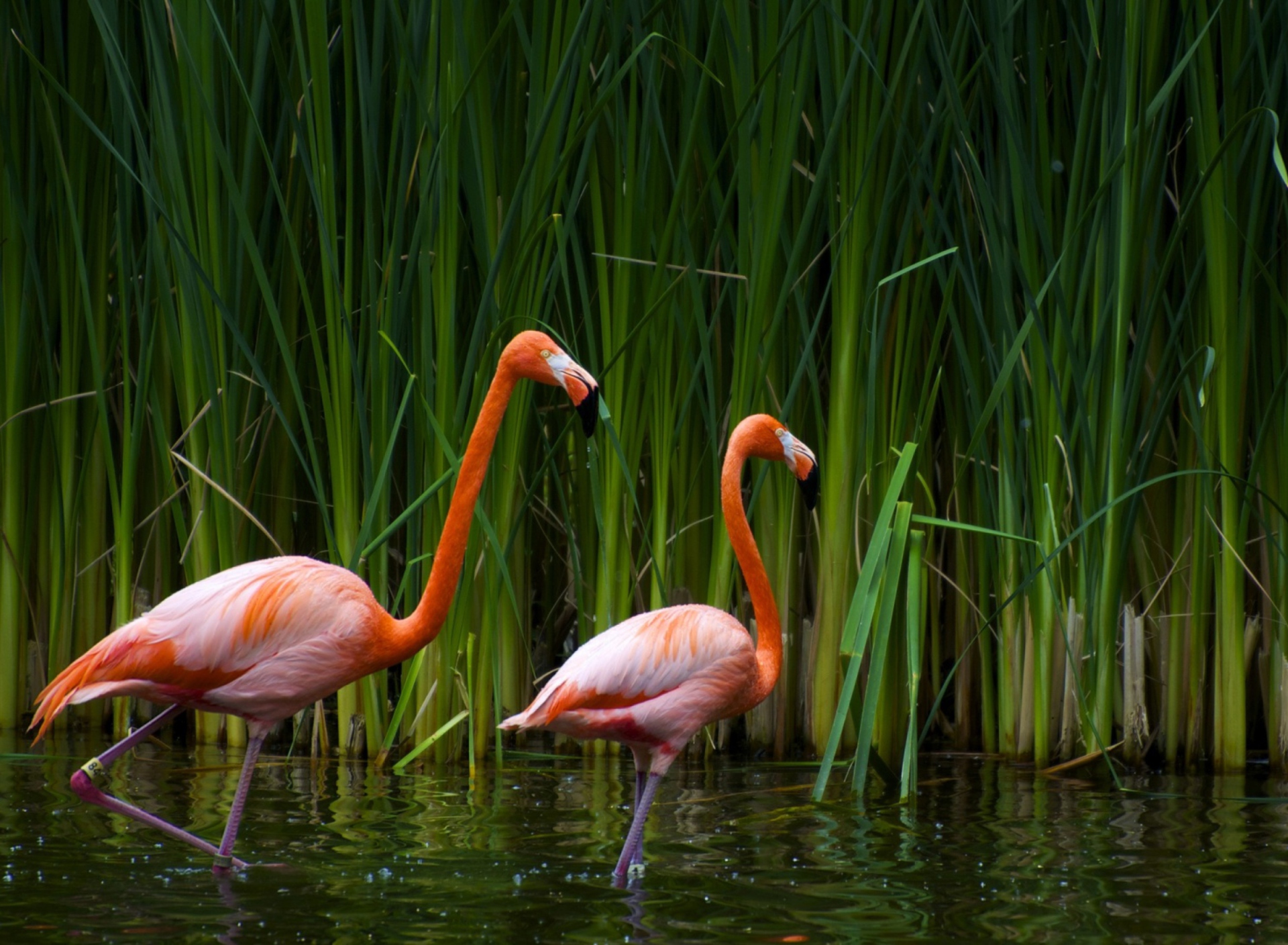 Обои Two Flamingos 1920x1408