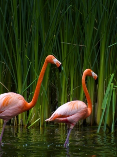 Обои Two Flamingos 240x320