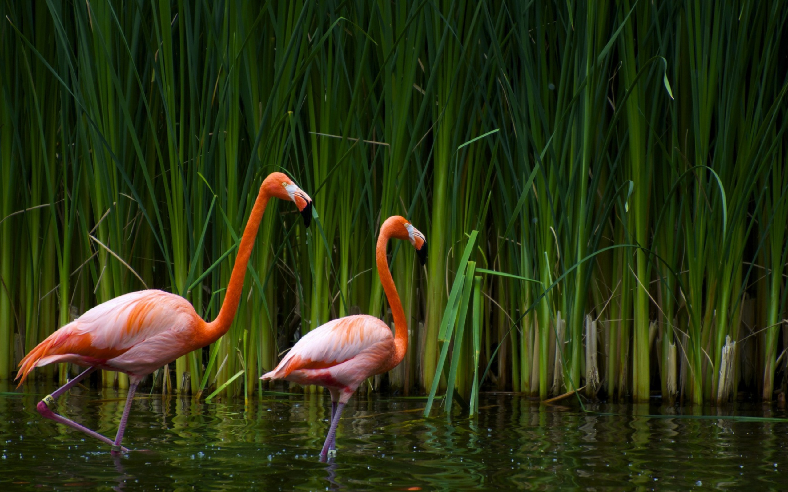 Screenshot №1 pro téma Two Flamingos 2560x1600