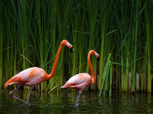 Sfondi Two Flamingos 640x480