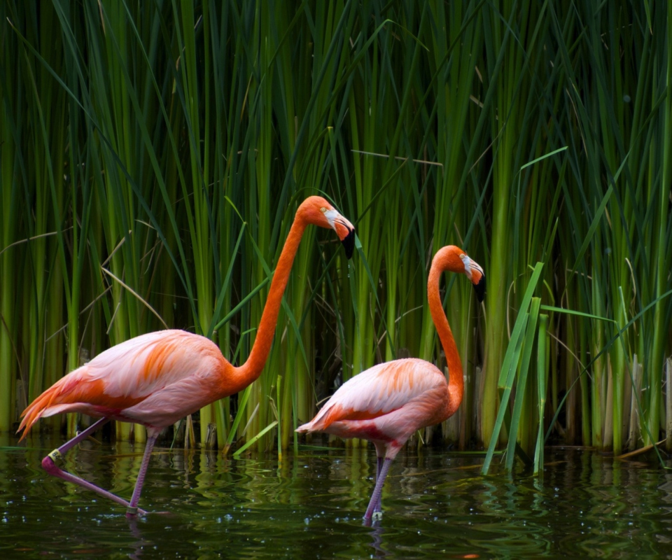 Обои Two Flamingos 960x800