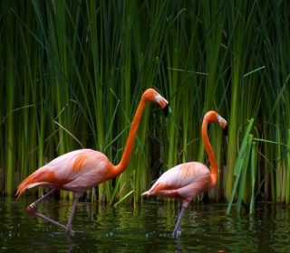 Обои Two Flamingos на 128x128