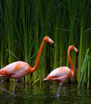 Kostenloses Two Flamingos Wallpaper für Nokia Lumia 920