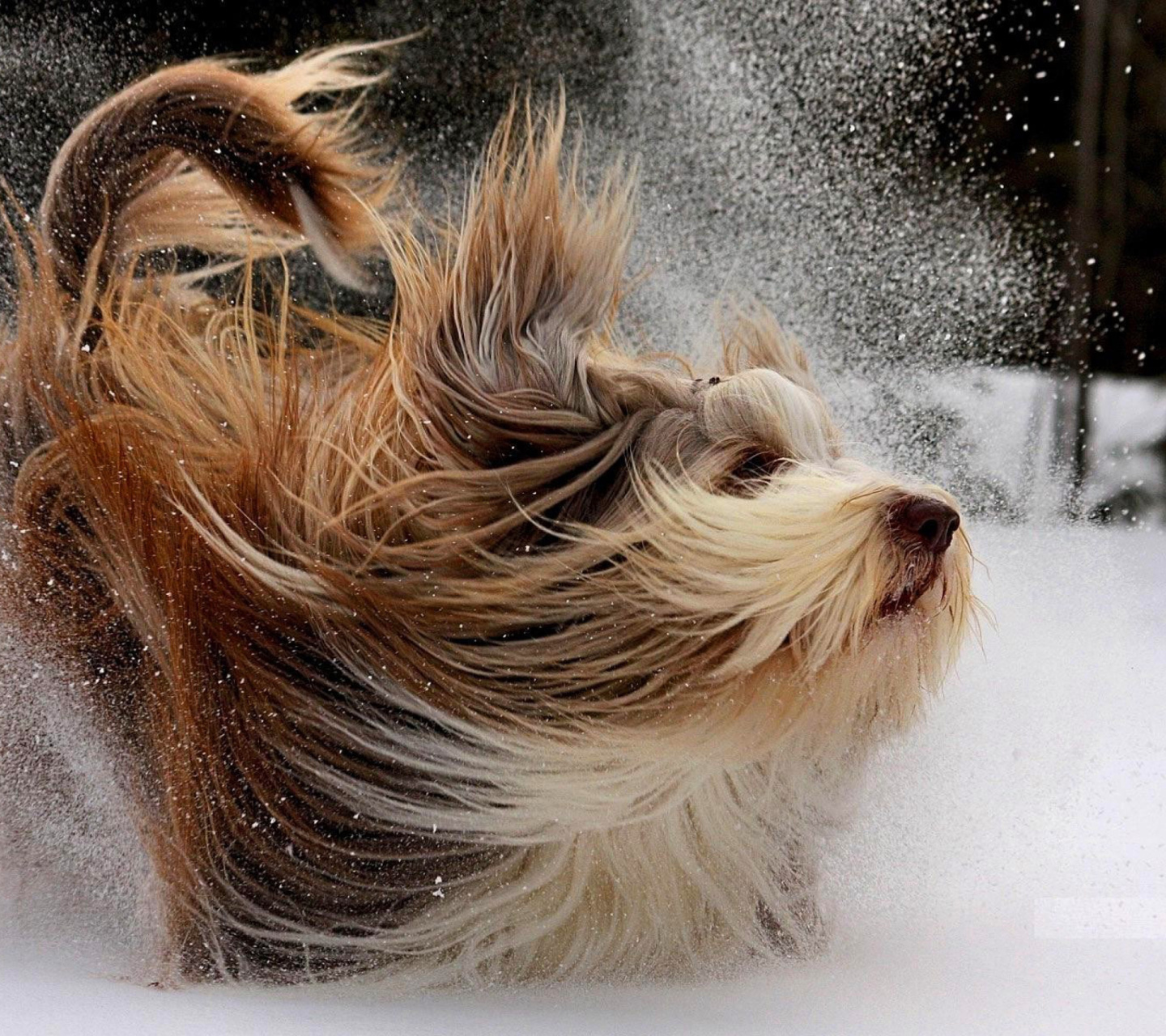 Fondo de pantalla Bearded Collie 1440x1280