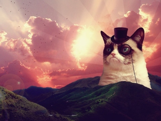 Das Grumpy Cat Wallpaper 320x240