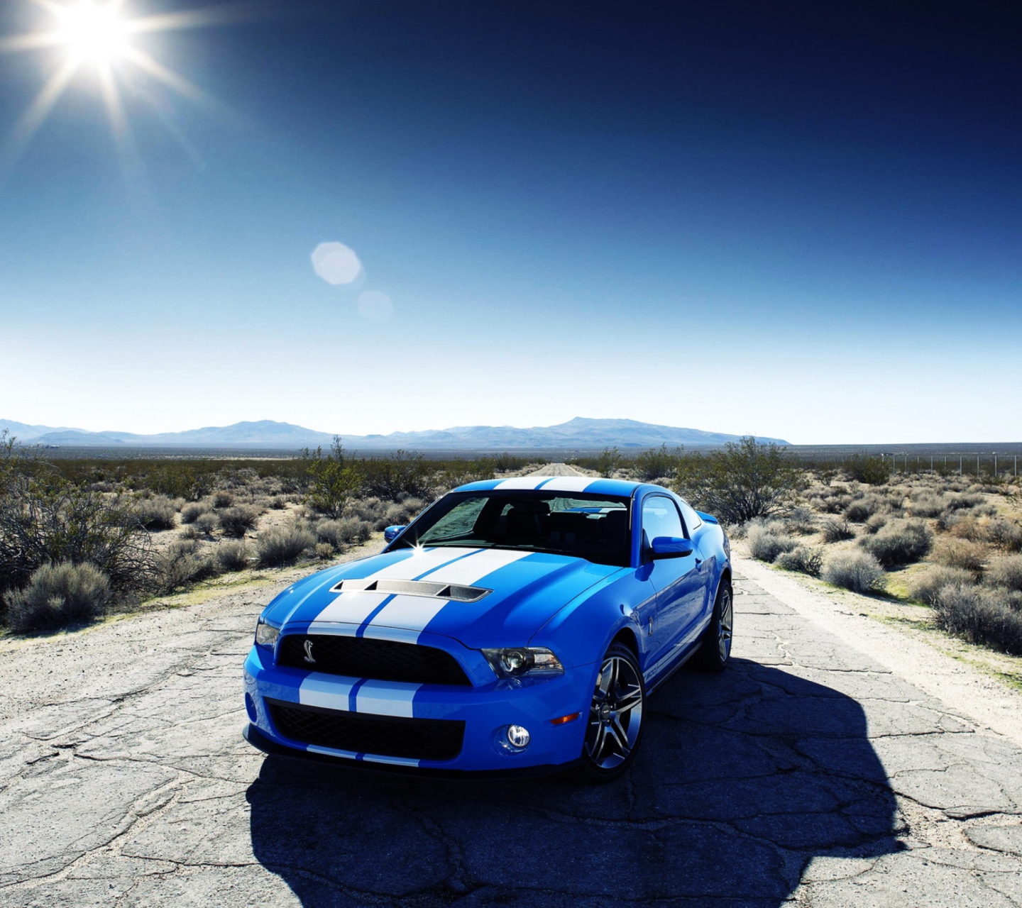 Das Ford Shelby Gt500 Wallpaper 1440x1280