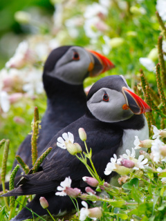 Обои Puffin Birds on Caroline Islands 240x320