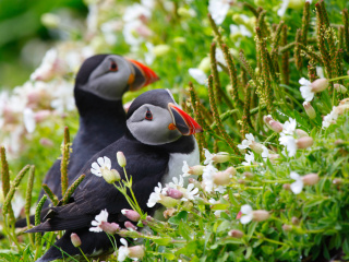 Screenshot №1 pro téma Puffin Birds on Caroline Islands 320x240