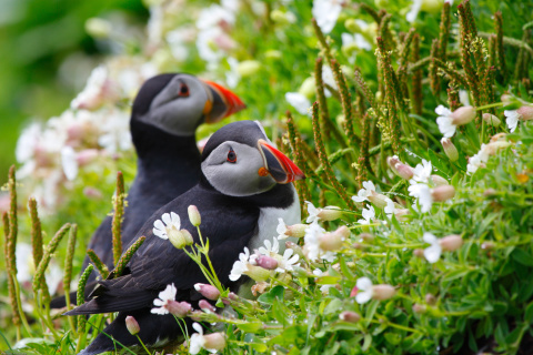 Screenshot №1 pro téma Puffin Birds on Caroline Islands 480x320