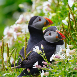 Puffin Birds on Caroline Islands - Obrázkek zdarma pro 208x208