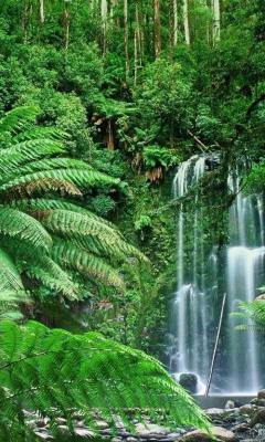 Das Tropical Forest Waterfall Wallpaper 240x400