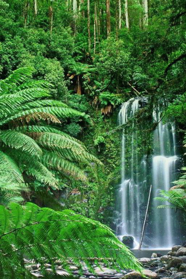 Das Tropical Forest Waterfall Wallpaper 640x960
