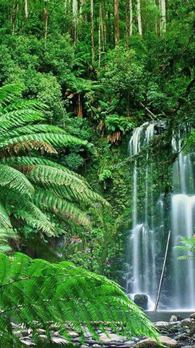 Screenshot №1 pro téma Tropical Forest Waterfall 750x1334