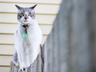 Das Green-Eyed Cat On Fence Wallpaper 320x240
