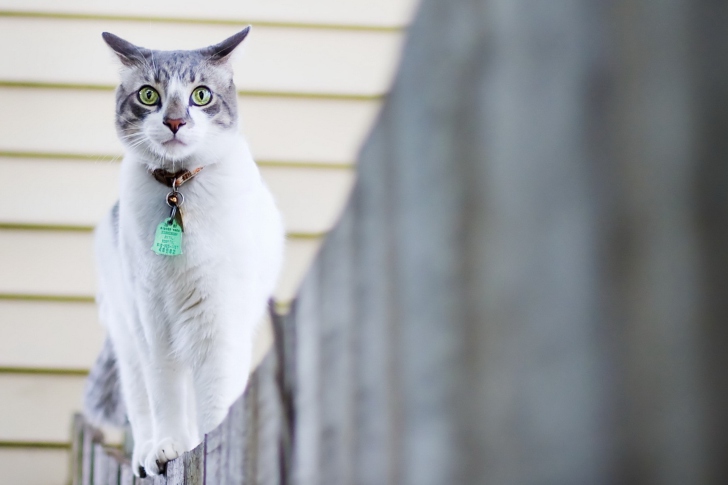 Green-Eyed Cat On Fence wallpaper