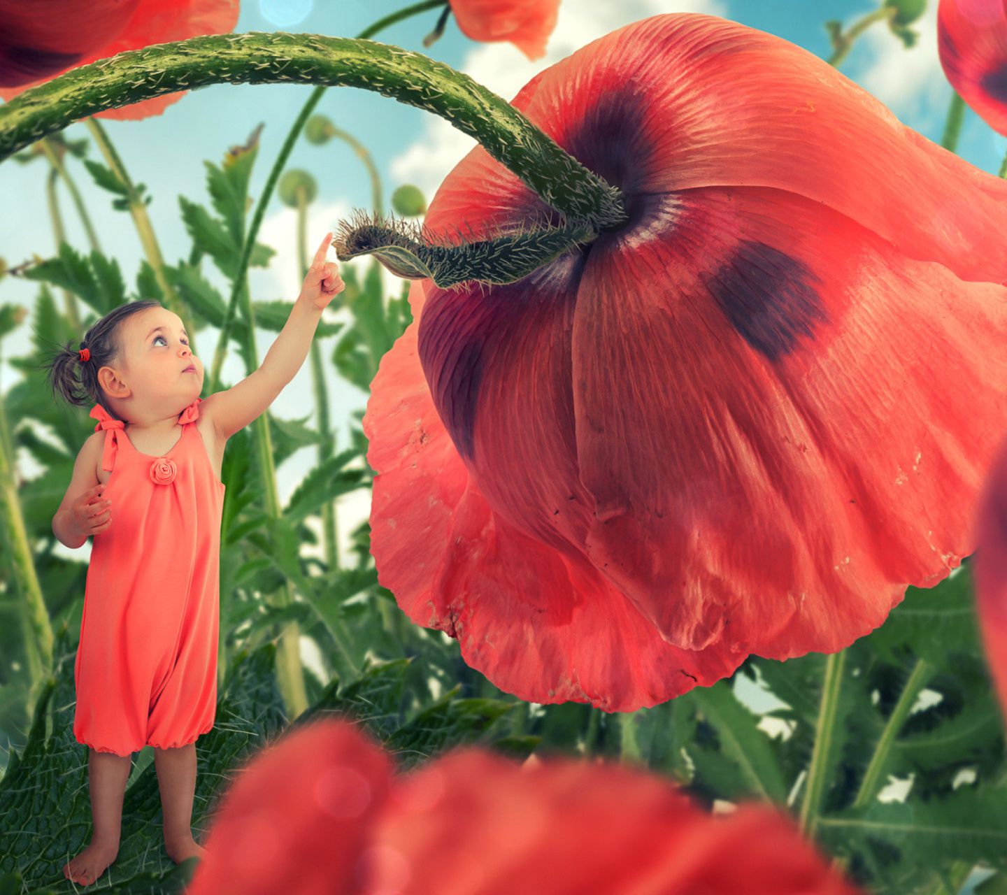Little kid on poppy flower wallpaper 1440x1280