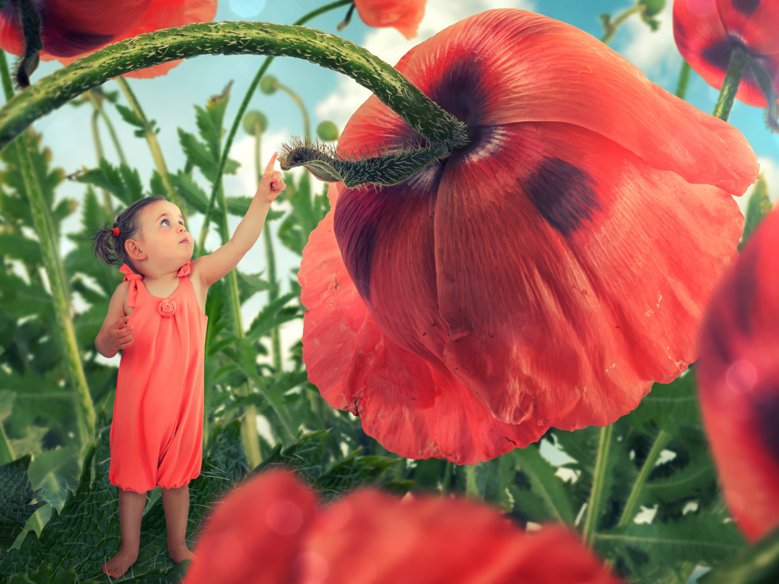 Little kid on poppy flower wallpaper 1600x1200