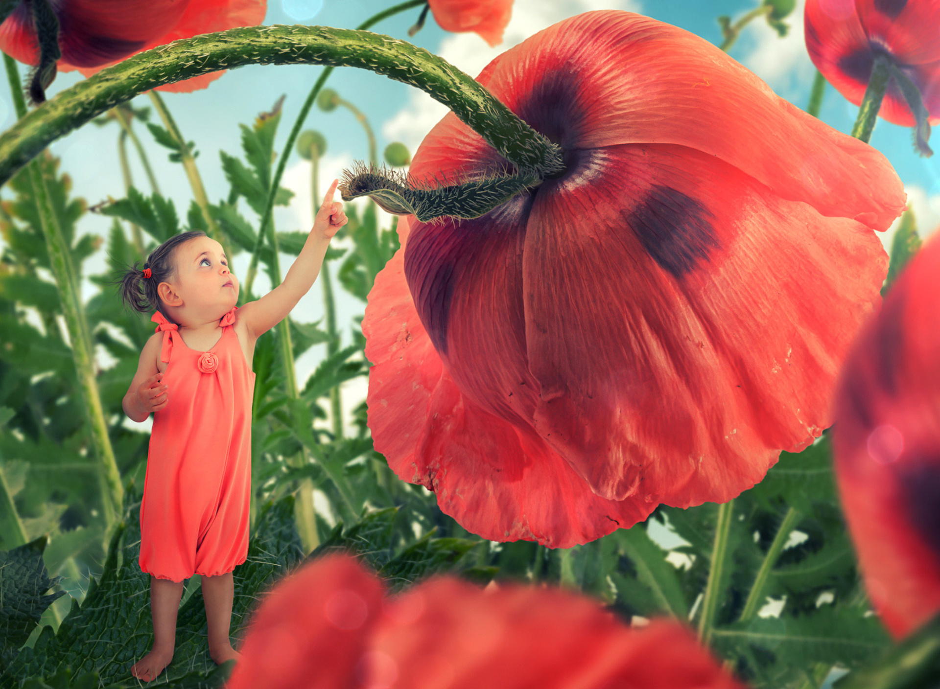 Little kid on poppy flower wallpaper 1920x1408
