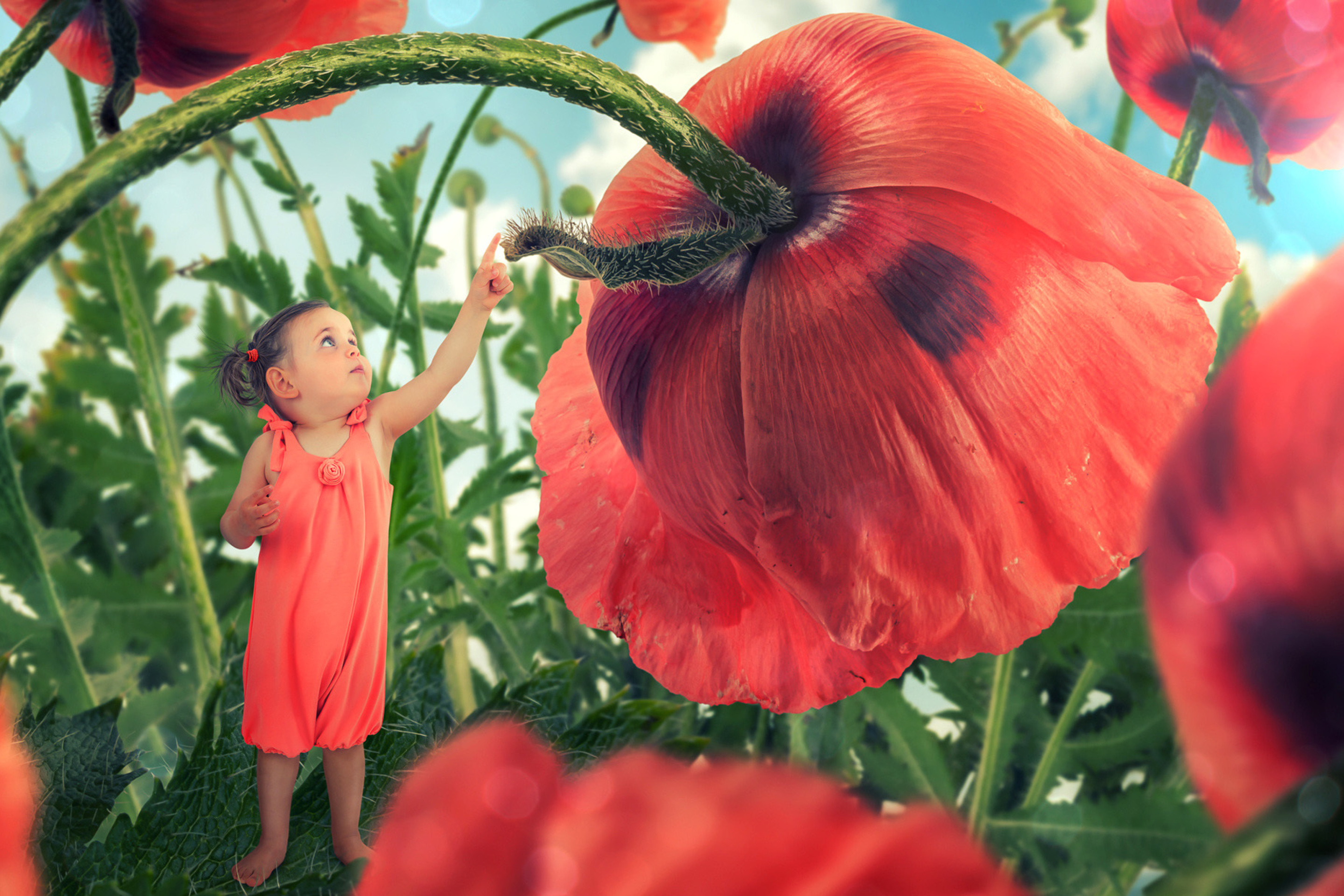 Little kid on poppy flower wallpaper 2880x1920