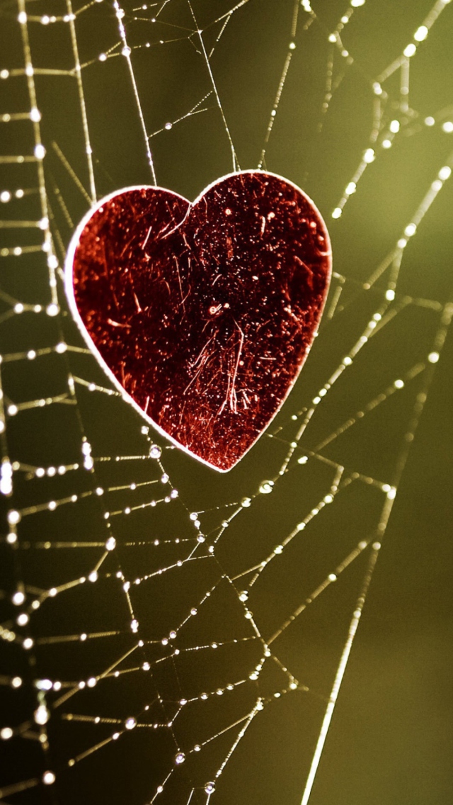 Das Heart In Spider Web Wallpaper 640x1136