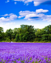 Sfondi Purple lavender field 176x220