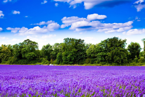 Screenshot №1 pro téma Purple lavender field 480x320