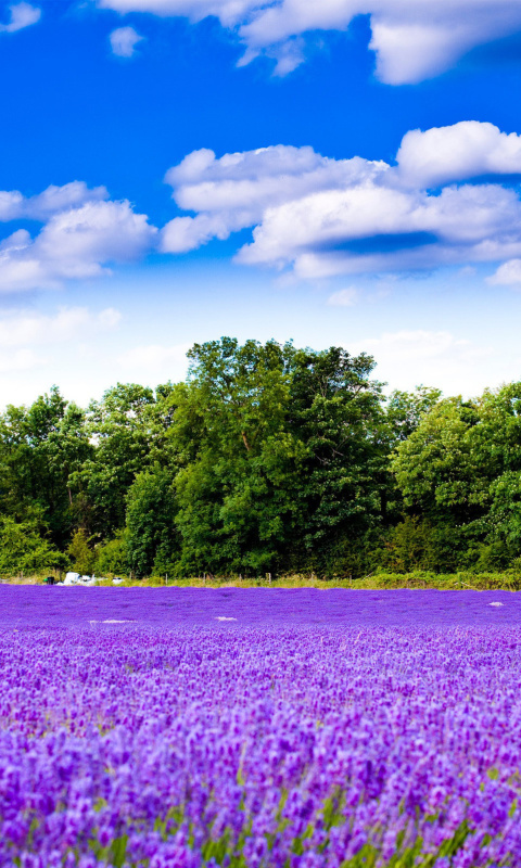 Purple lavender field wallpaper 480x800