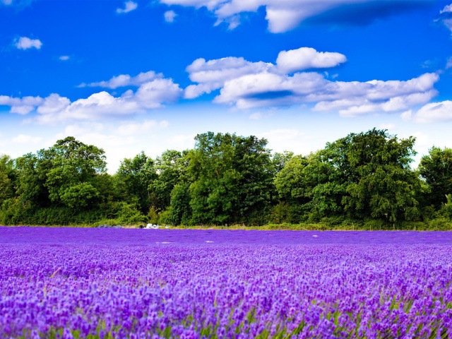 Das Purple lavender field Wallpaper 640x480