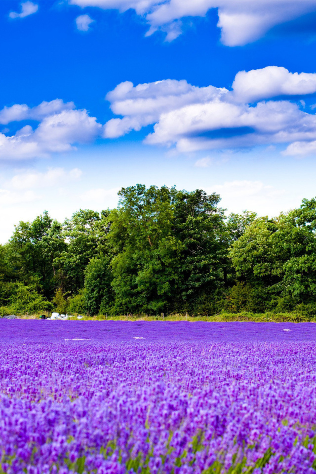 Purple lavender field wallpaper 640x960