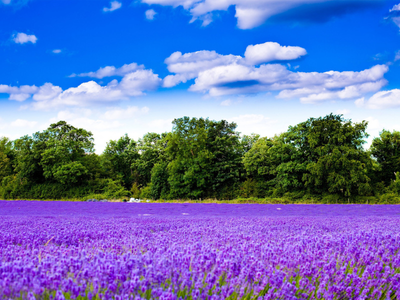 Screenshot №1 pro téma Purple lavender field 800x600