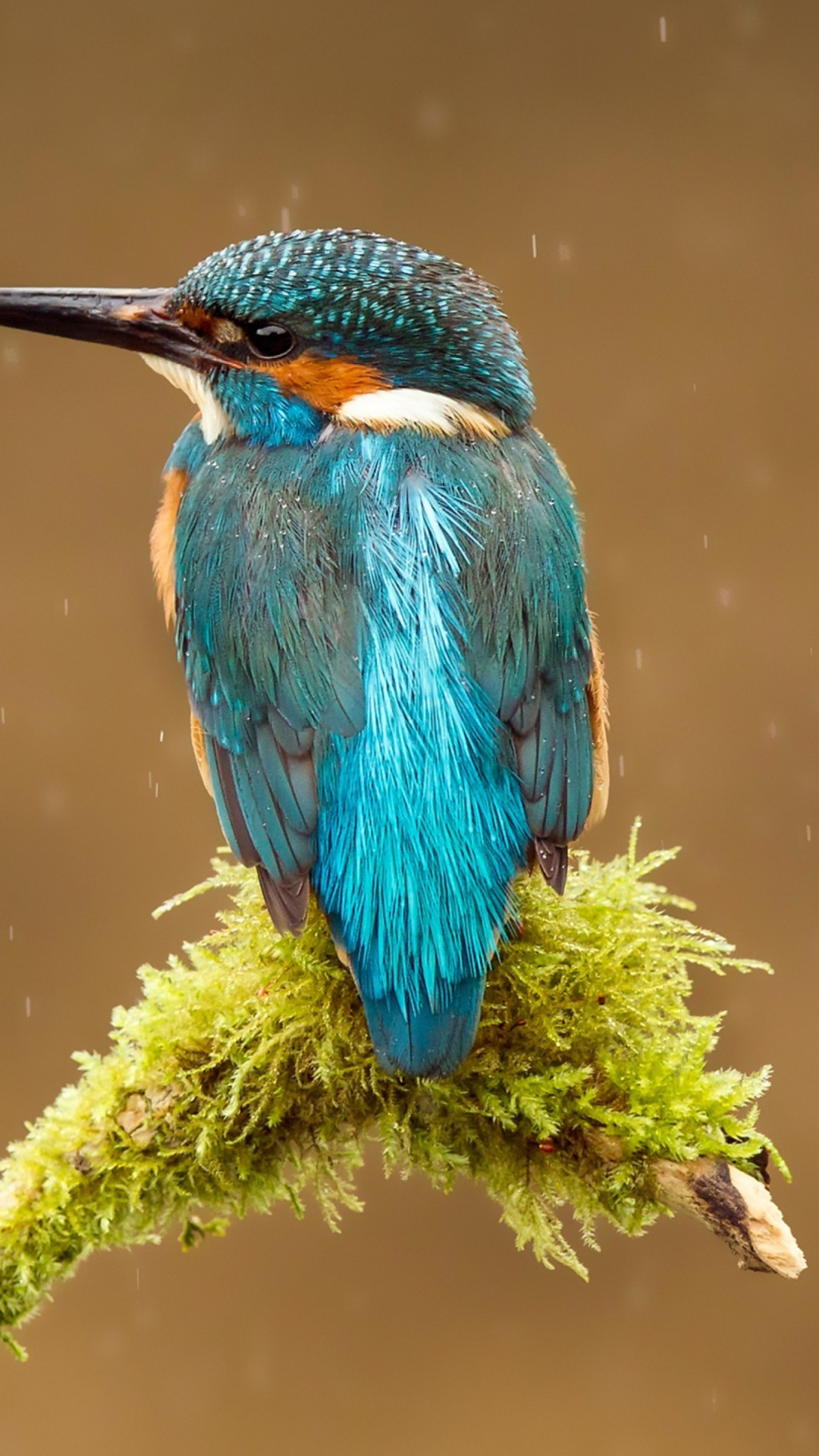 Screenshot №1 pro téma Blue Kingfisher Bird 1080x1920