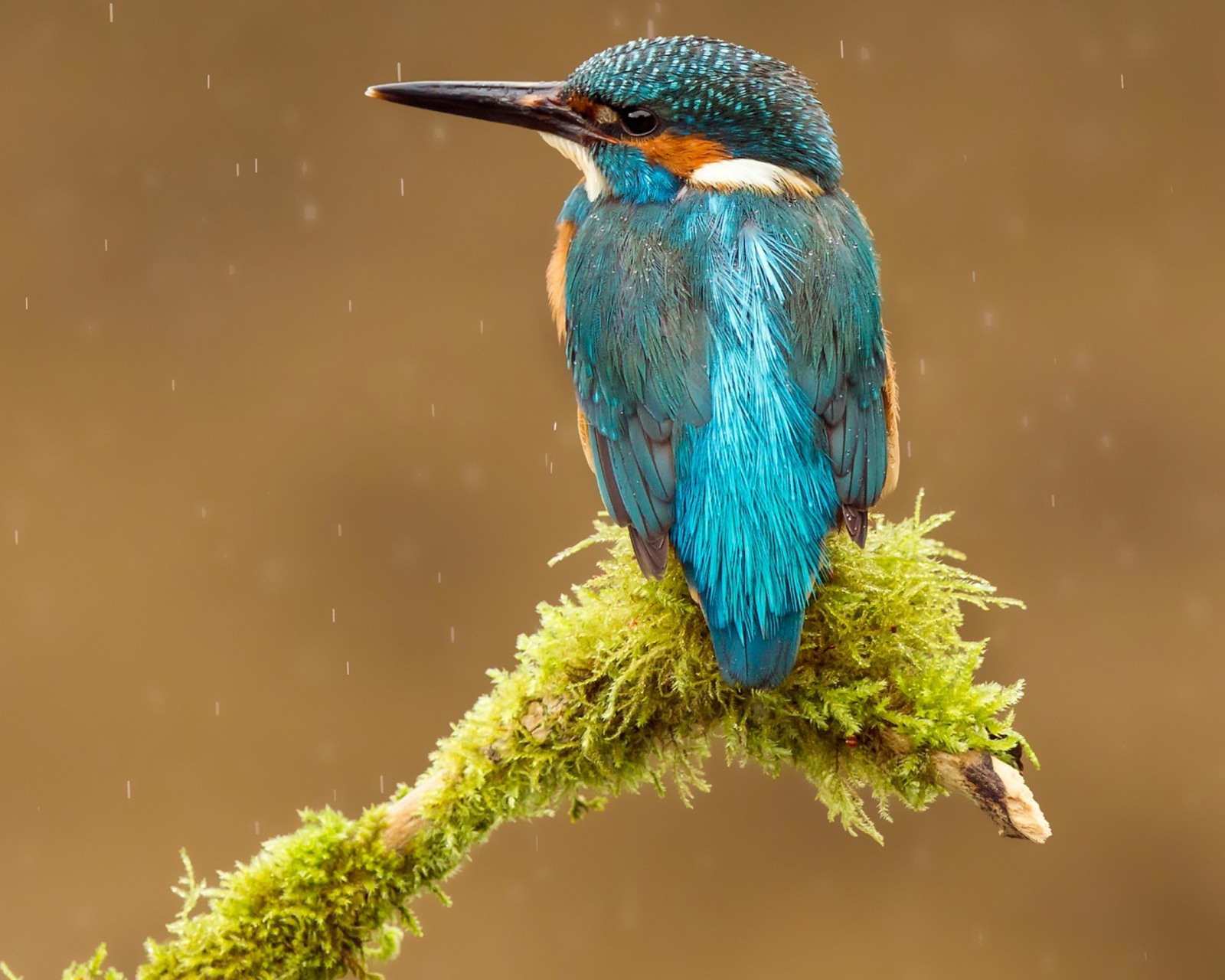 Fondo de pantalla Blue Kingfisher Bird 1600x1280