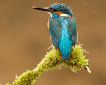 Screenshot №1 pro téma Blue Kingfisher Bird 220x176