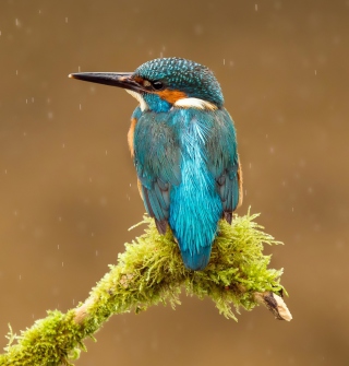 Blue Kingfisher Bird - Obrázkek zdarma pro 1024x1024