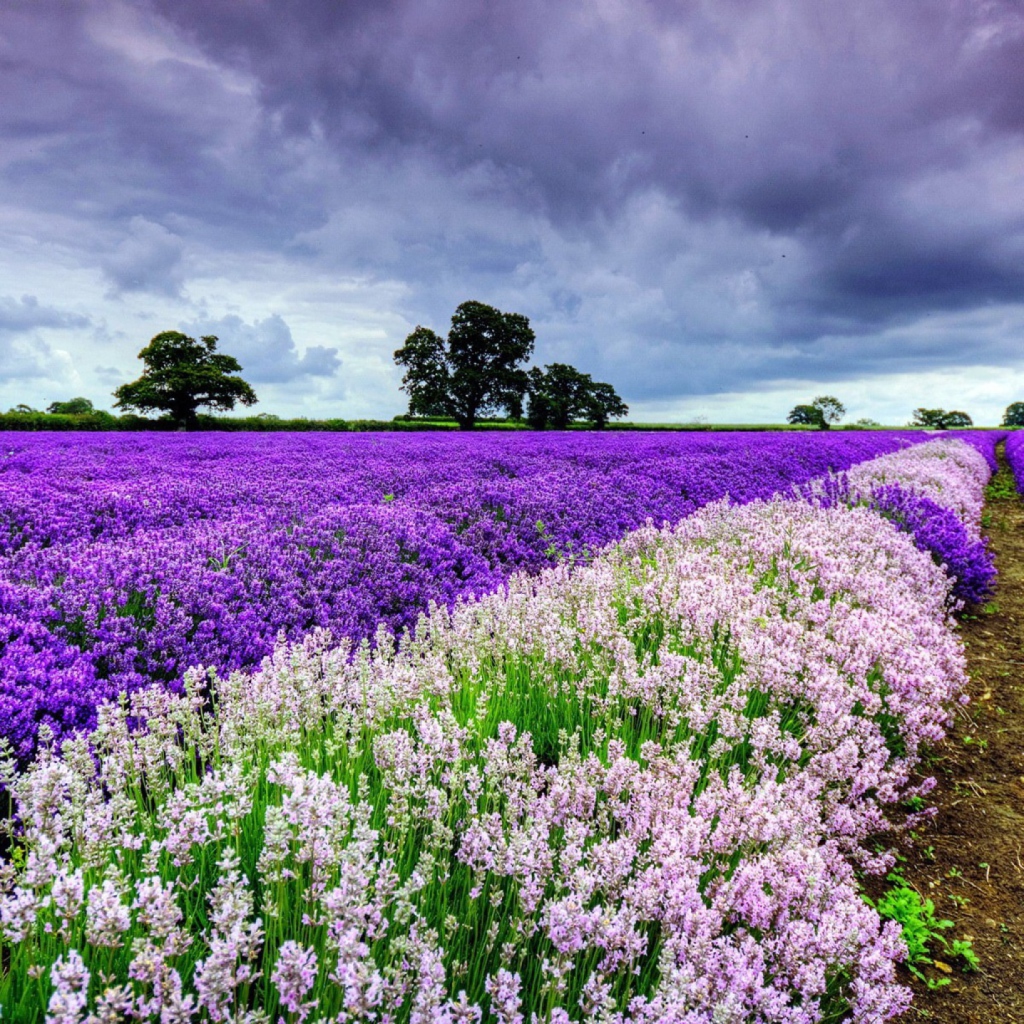 Обои Lavender Field 1024x1024