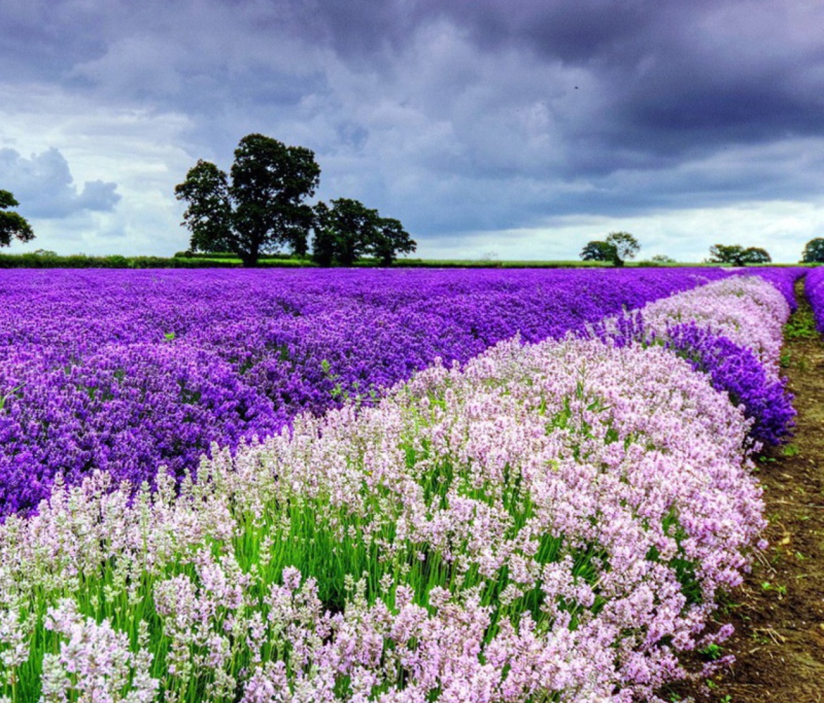 Das Lavender Field Wallpaper 1200x1024