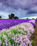 Screenshot №1 pro téma Lavender Field 128x160