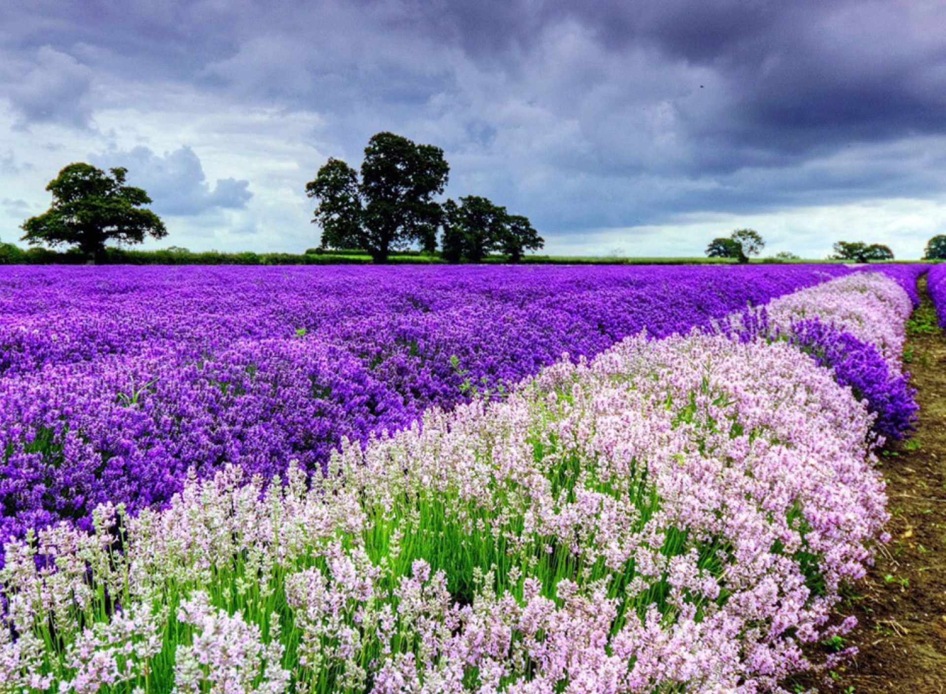 Lavender Field wallpaper 1920x1408