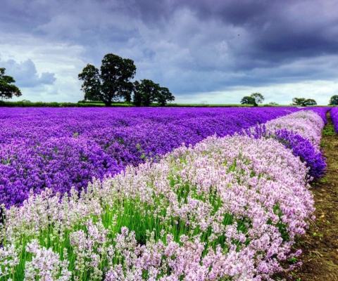 Lavender Field wallpaper 480x400