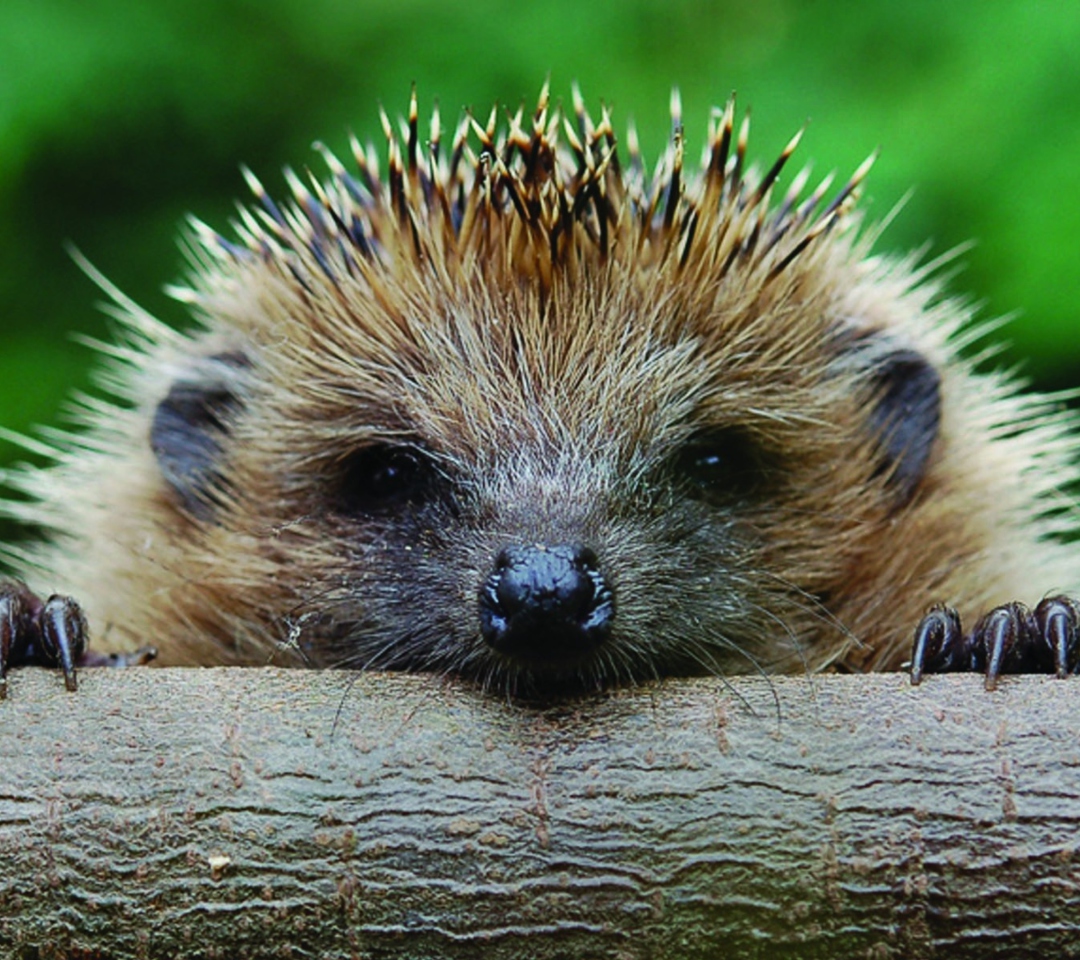 Fondo de pantalla Hedgehog Close Up 1080x960