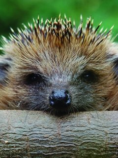 Das Hedgehog Close Up Wallpaper 240x320
