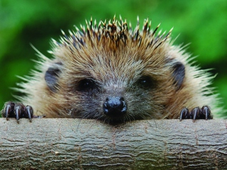 Screenshot №1 pro téma Hedgehog Close Up 320x240