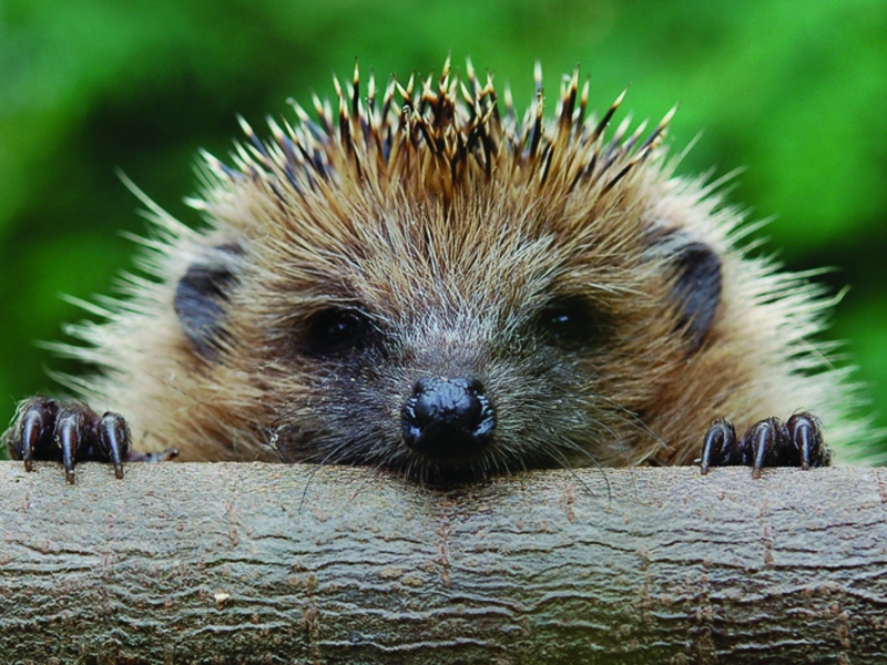 Sfondi Hedgehog Close Up 800x600