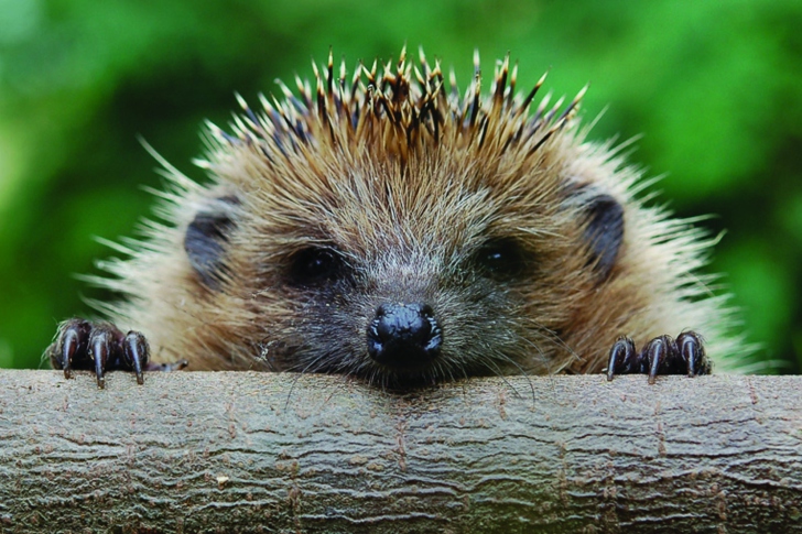 Sfondi Hedgehog Close Up