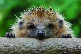 Hedgehog Close Up Background for Android, iPhone and iPad