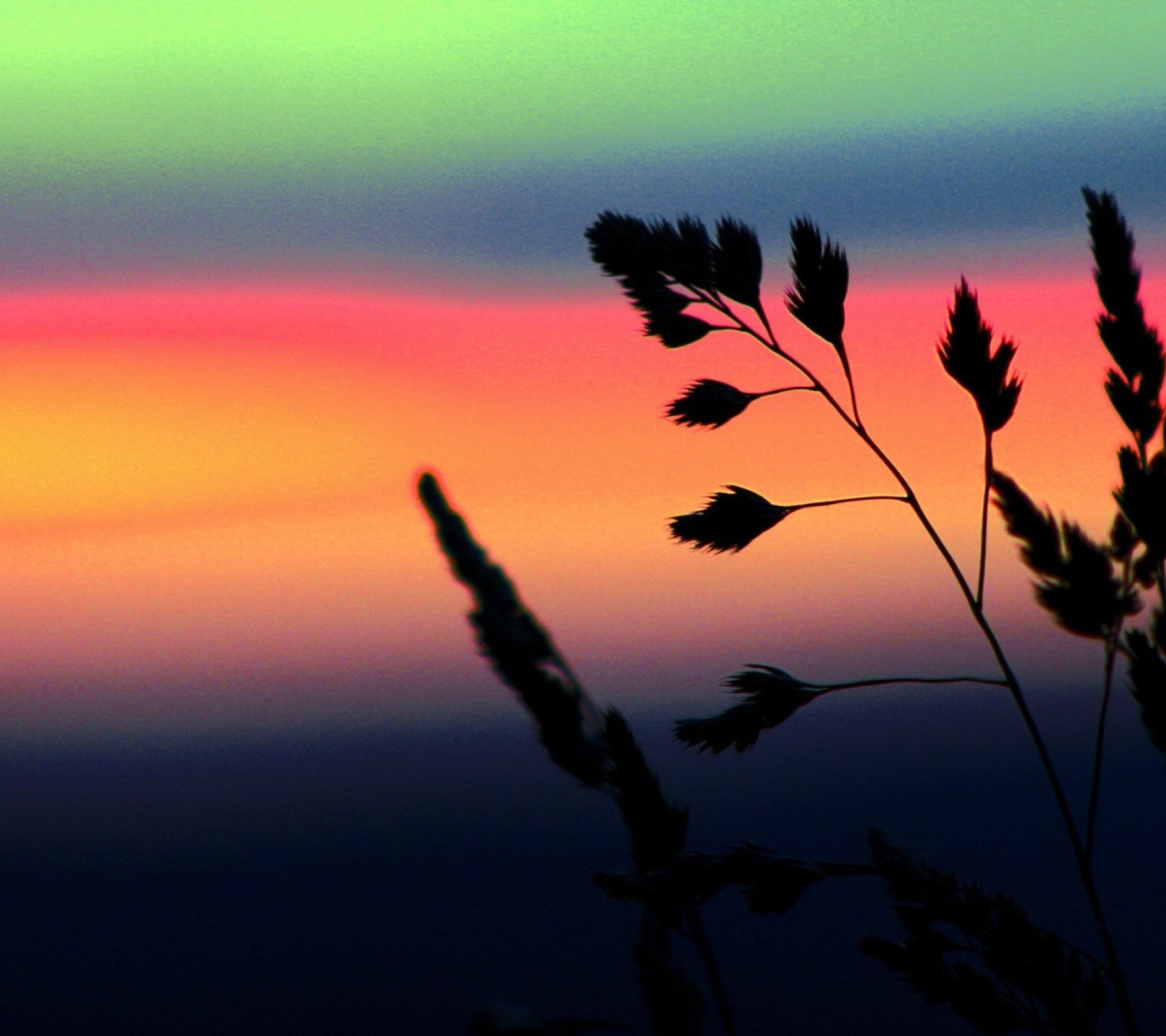 Screenshot №1 pro téma Herbs And Rainbow Sky 1440x1280